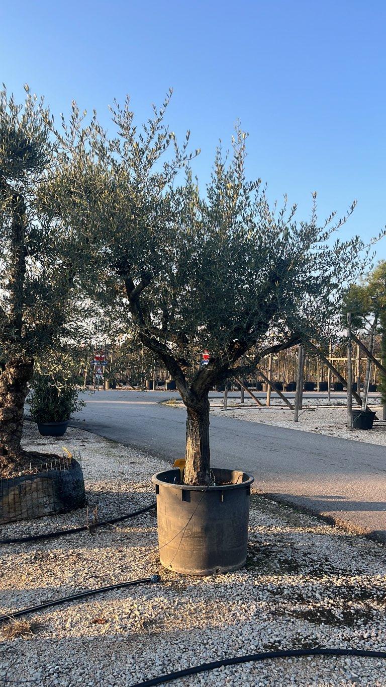 OLEA EUROPEA Olivo