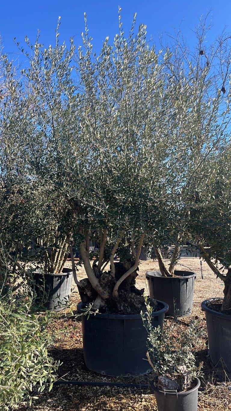 OLEA EUROPEA Olivo