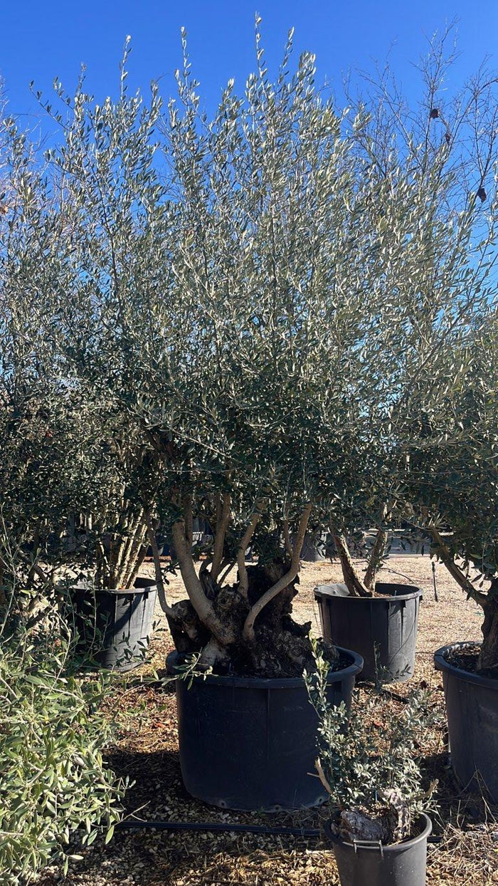 OLEA EUROPEA Olivo