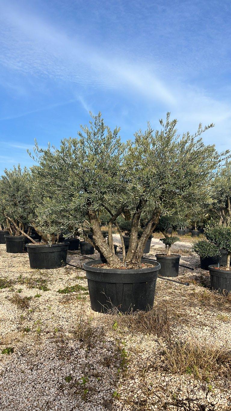 OLEA EUROPEA Olivo