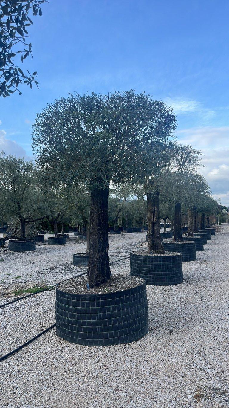 OLEA EUROPEA Olivo