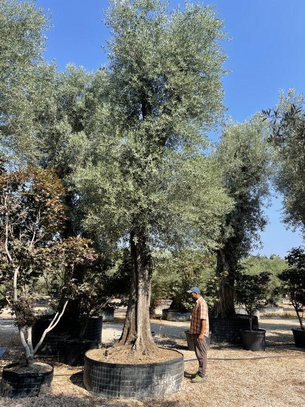 OLEA EUROPEA Olivo
