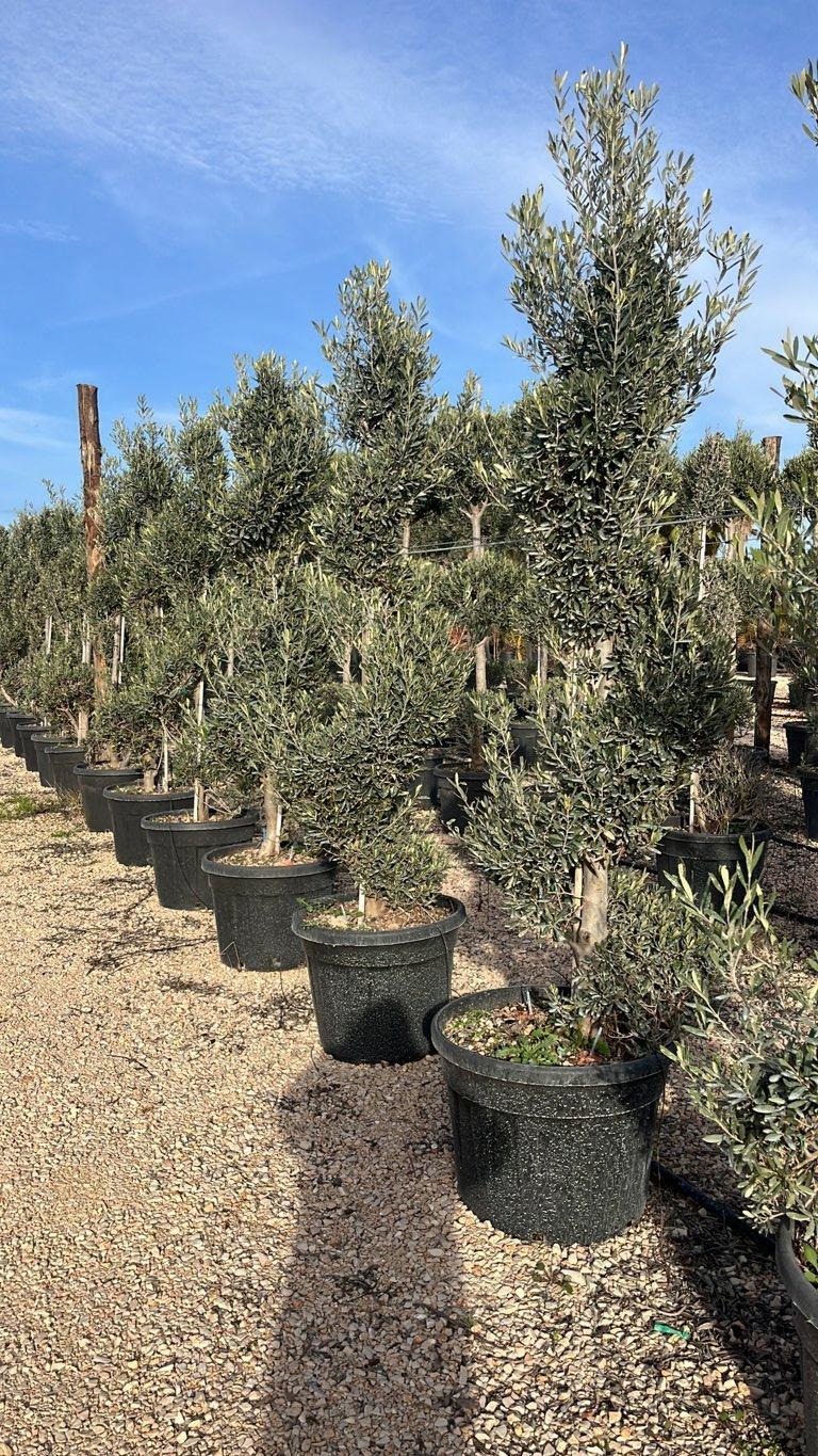 Olea Europaea (Olivo) — Spirale, altezza 200/225 cm, vaso 90 litri