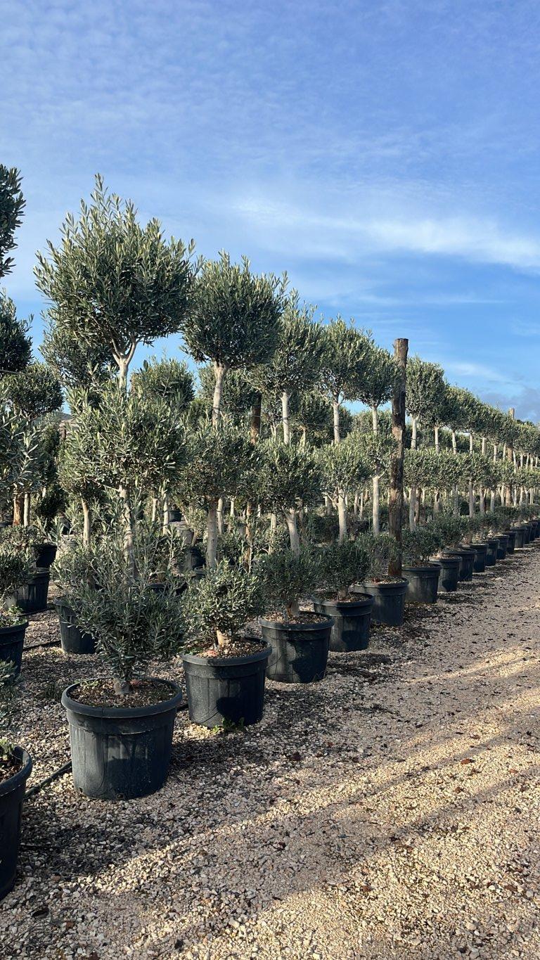 OLEA EUROPEA Olivo