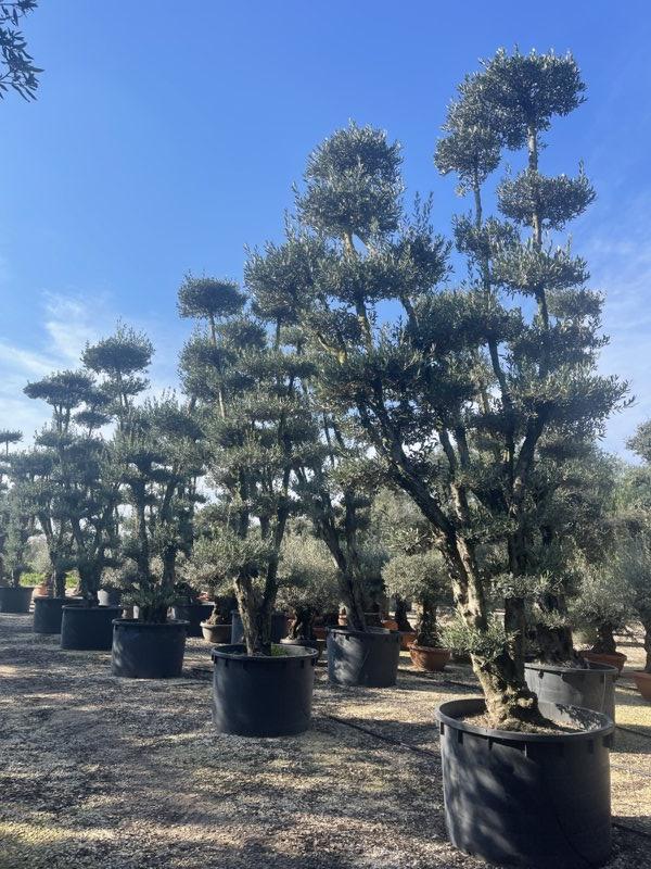 OLEA EUROPEA Olivo