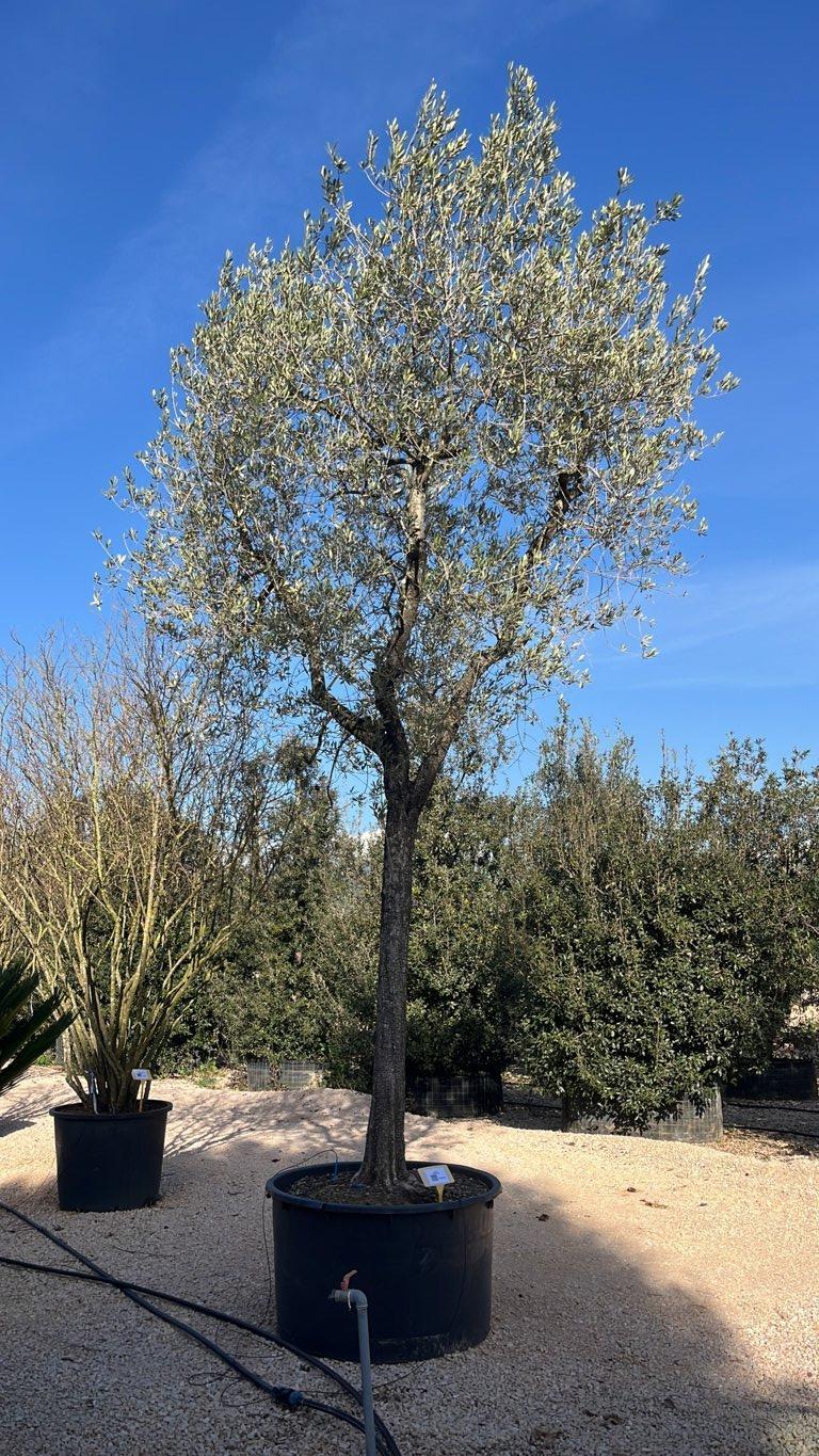 OLEA EUROPEA Olivo