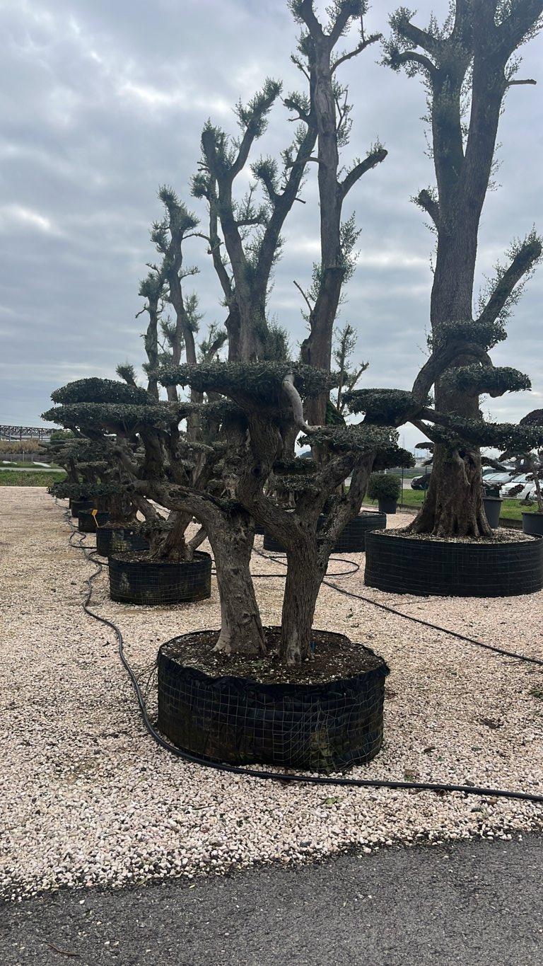 OLEA EUROPEA Olivo