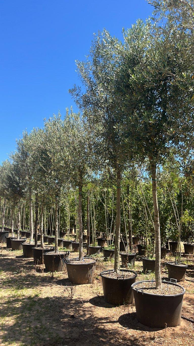 OLEA EUROPEA Olivo