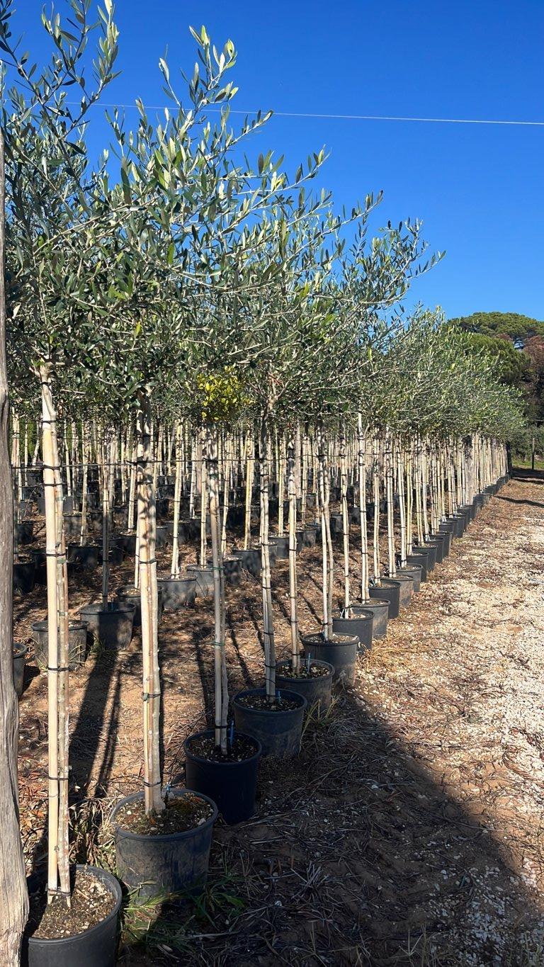 Olea Europaea (Olivo) — 1/2 fusto, circonferenza 6/8 cm, vaso 15 litri