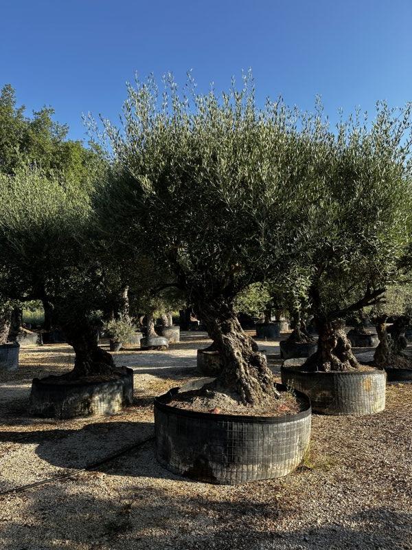 OLEA EUROPEA Olivo