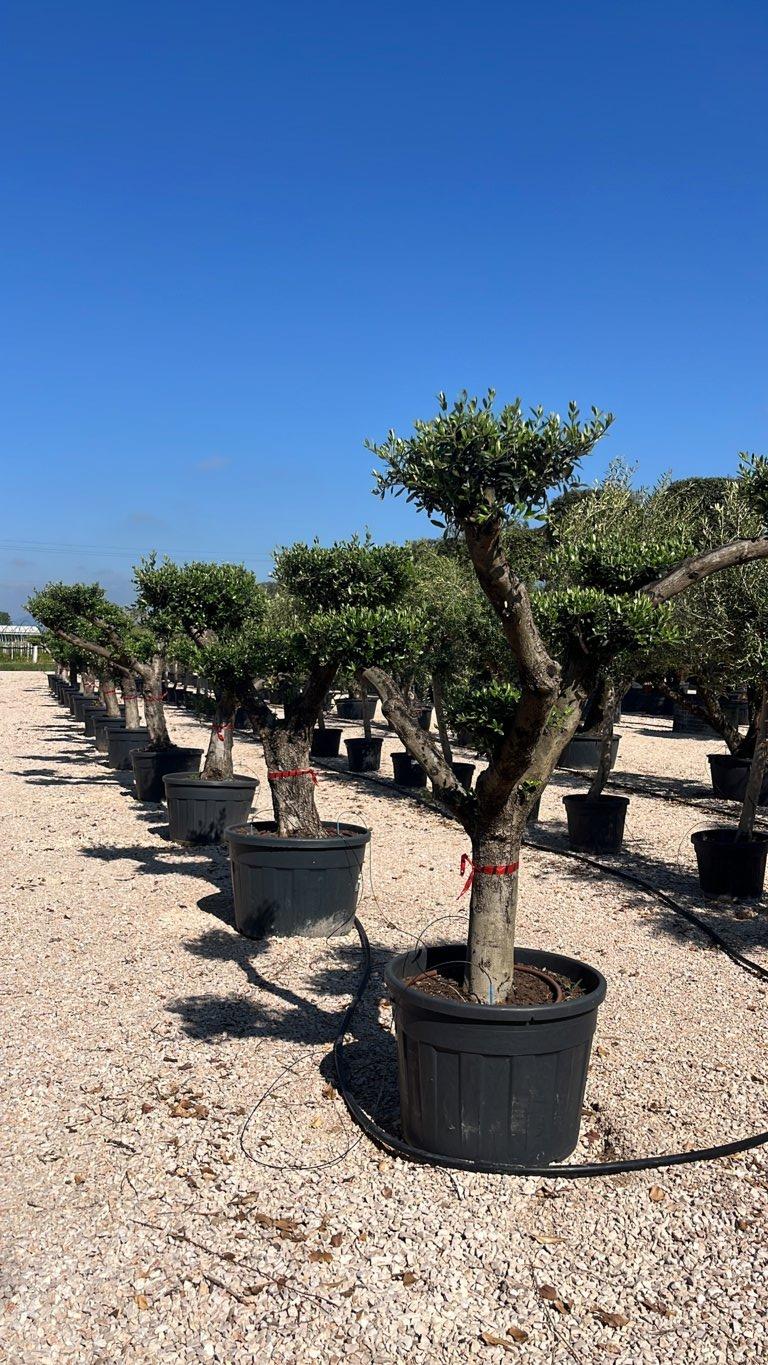 OLEA EUROPEA Olivo