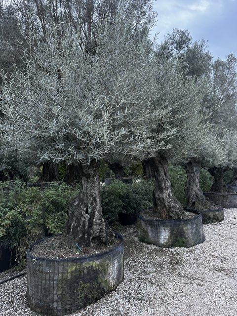OLEA EUROPEA Olivo