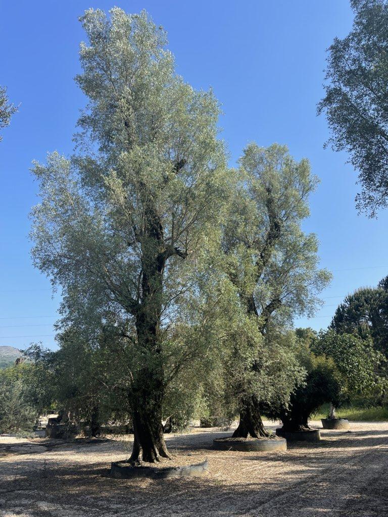Olea Europaea (Olivo) — Esemplare, altezza 1100/1200 cm, in rete