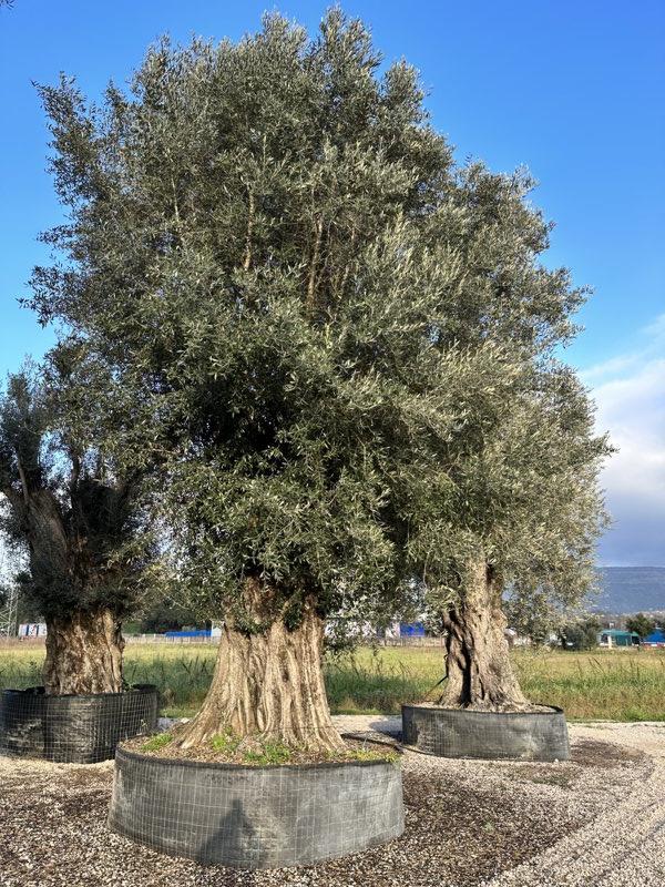 OLEA EUROPEA Olivo