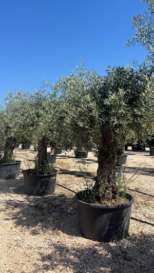 OLEA EUROPEA Olivo