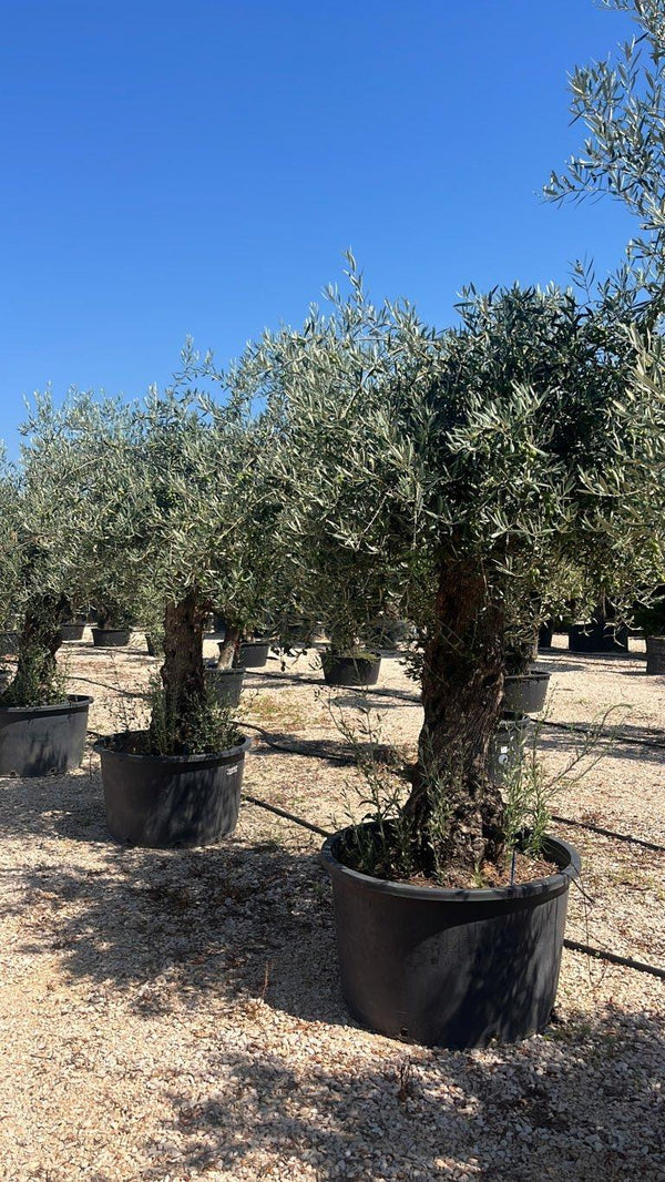 OLEA EUROPEA Olivo