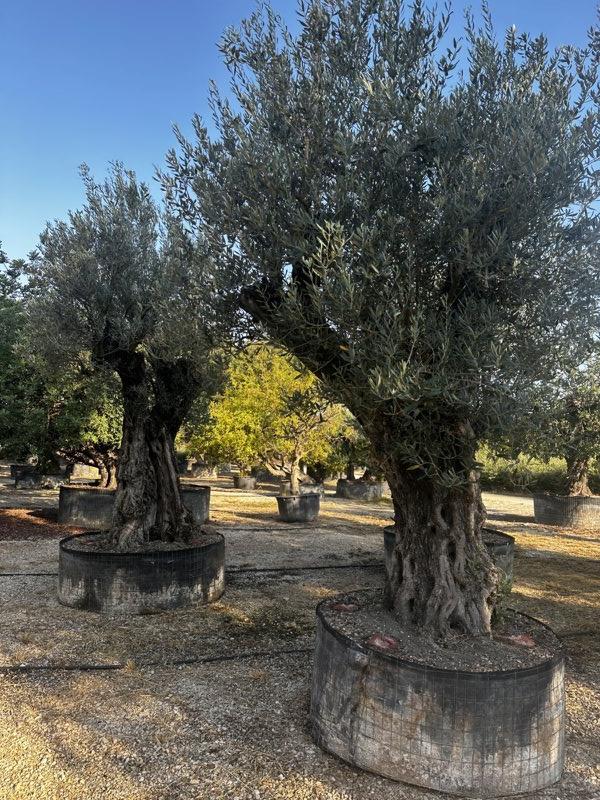 OLEA EUROPEA Olivo