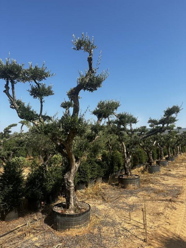 Olea Europaea (Olivo) — Bonsai, circonferenza 80/100 cm, in rete