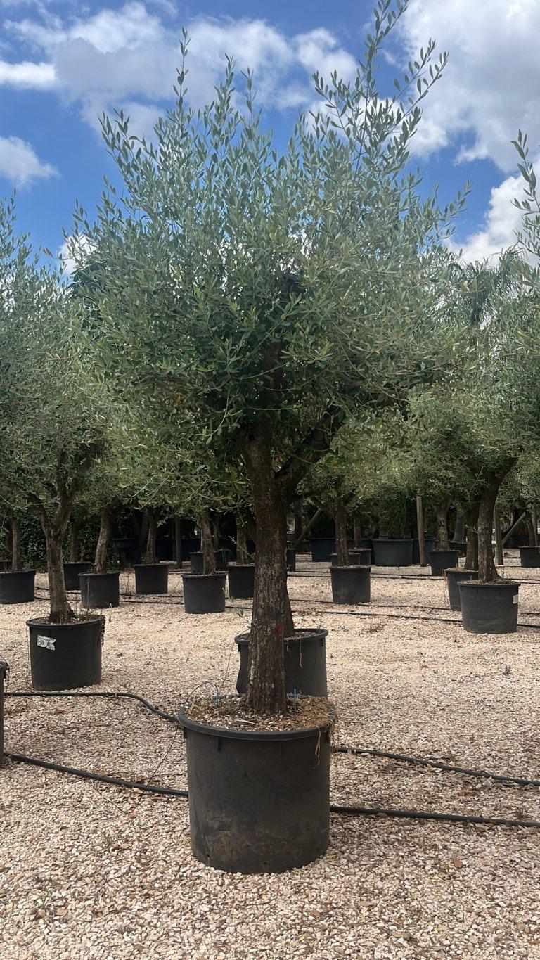 Olea Europaea Ottobratica (Olivo) — 1/2 fusto, circonferenza 40/60 cm, vaso 240 litri