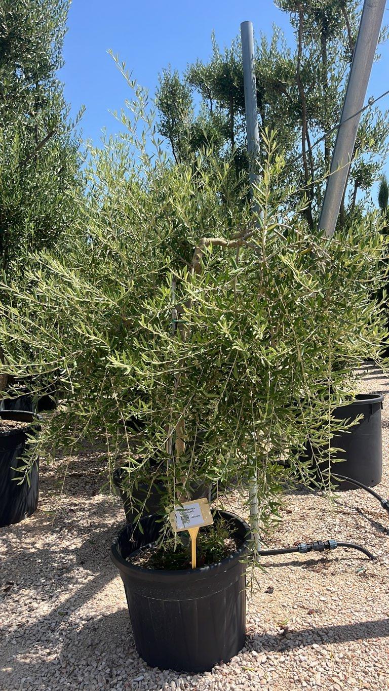 OLEA EUROPEA PENDOLINO Olivo