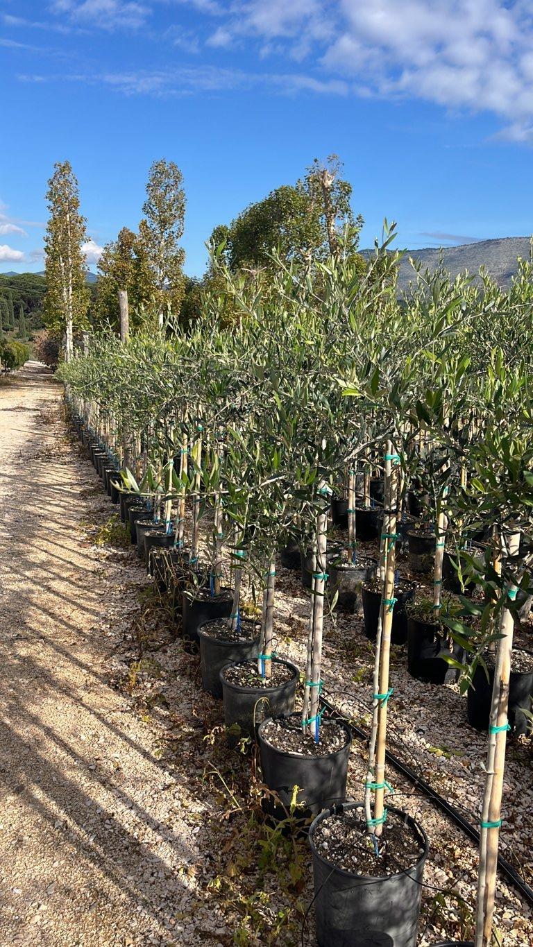 OLEA EUROPEA PENDOLINO Olivo