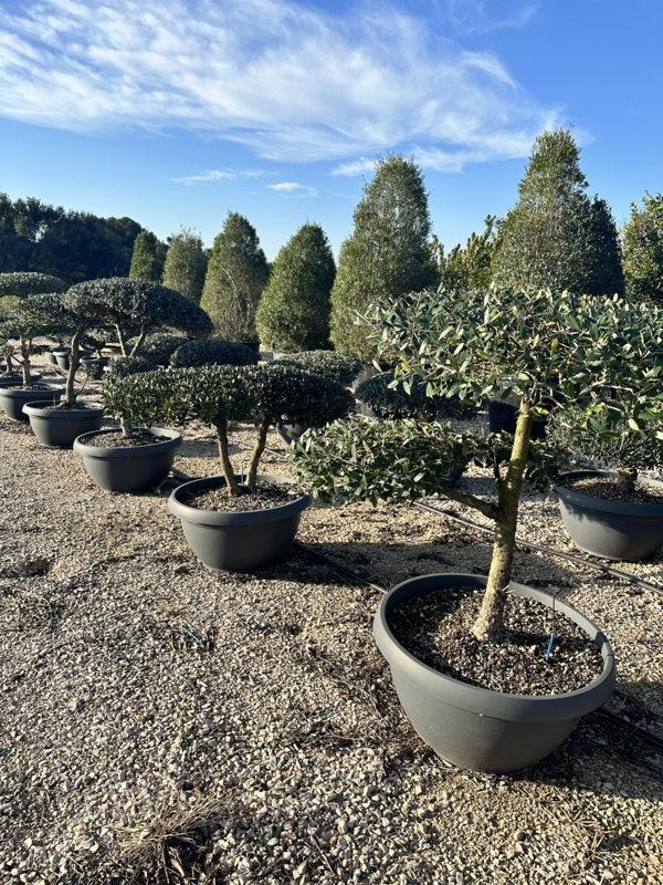 OLEA EUROPEA SYLVESTRIS Olivo