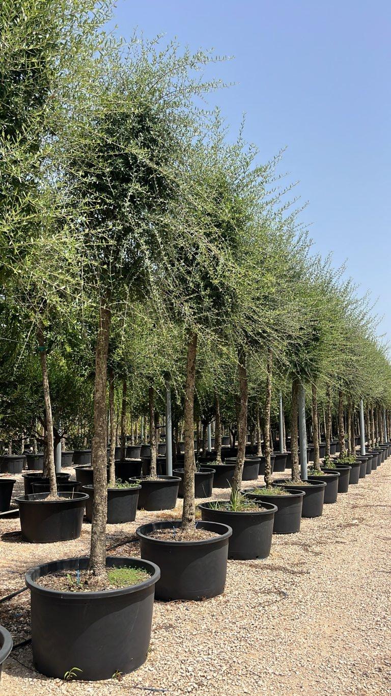 Olea Europaea Sylvestris (Olivastro) — Albero, circonferenza 25/30 cm, vaso 285 litri