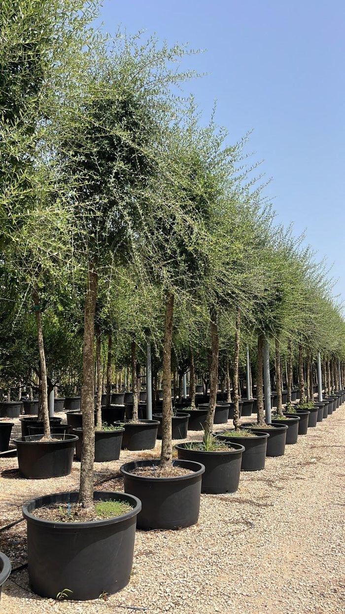Olea Europaea Sylvestris (Olivastro) — Albero, circonferenza 25/30 cm, vaso 285 litri