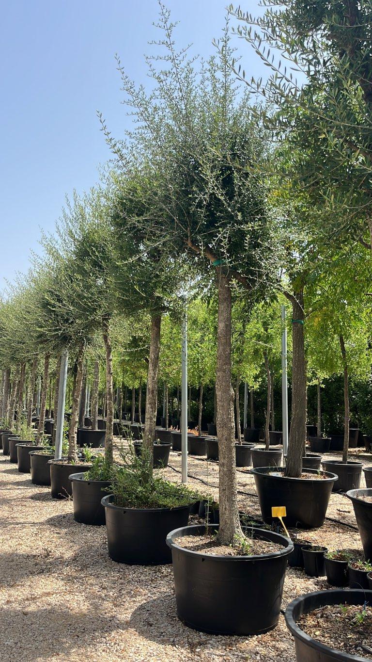 OLEA EUROPEA SYLVESTRIS Olivo