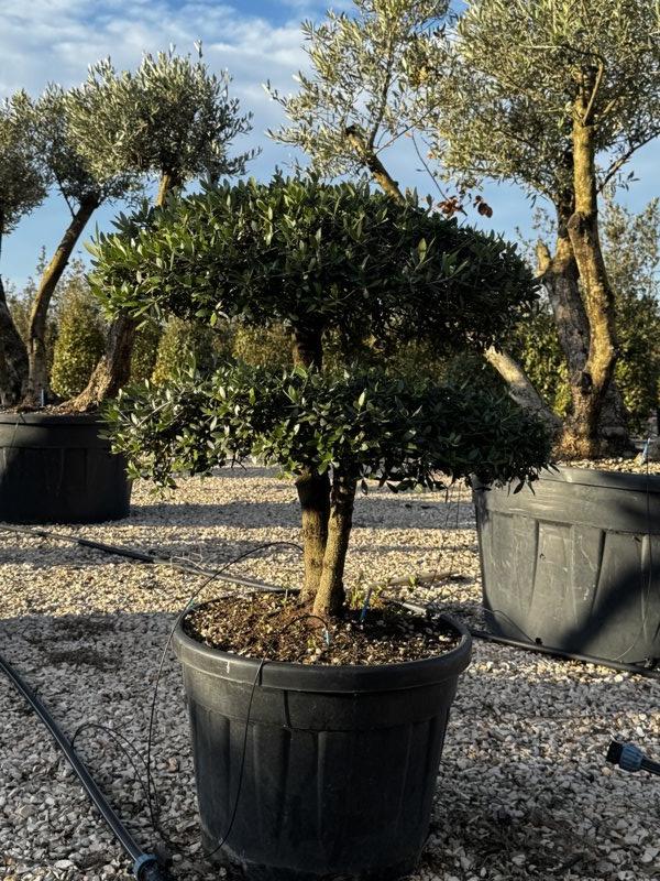Olea Europaea Sylvestris (Olivastro) — Bonsai, altezza 100/125 cm, vaso 90 litri