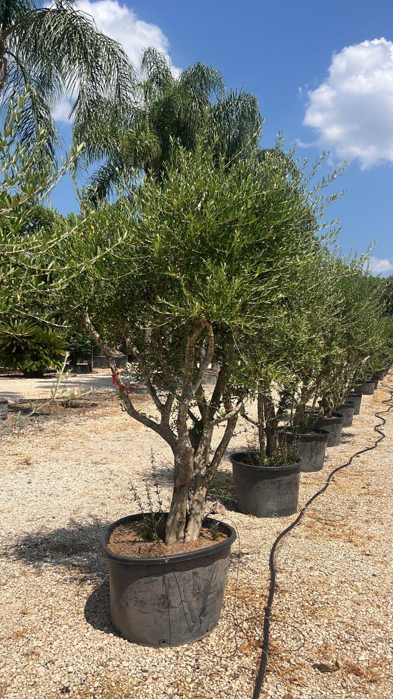 OLEA EUROPEA SYLVESTRIS Olivo