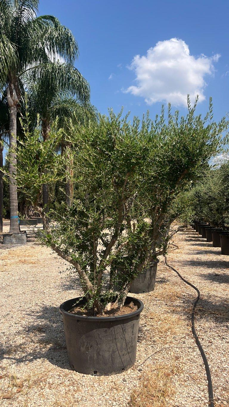 Olea Europaea Sylvestris (Olivastro) — Nuvola, altezza 200/225 cm, vaso 230 litri