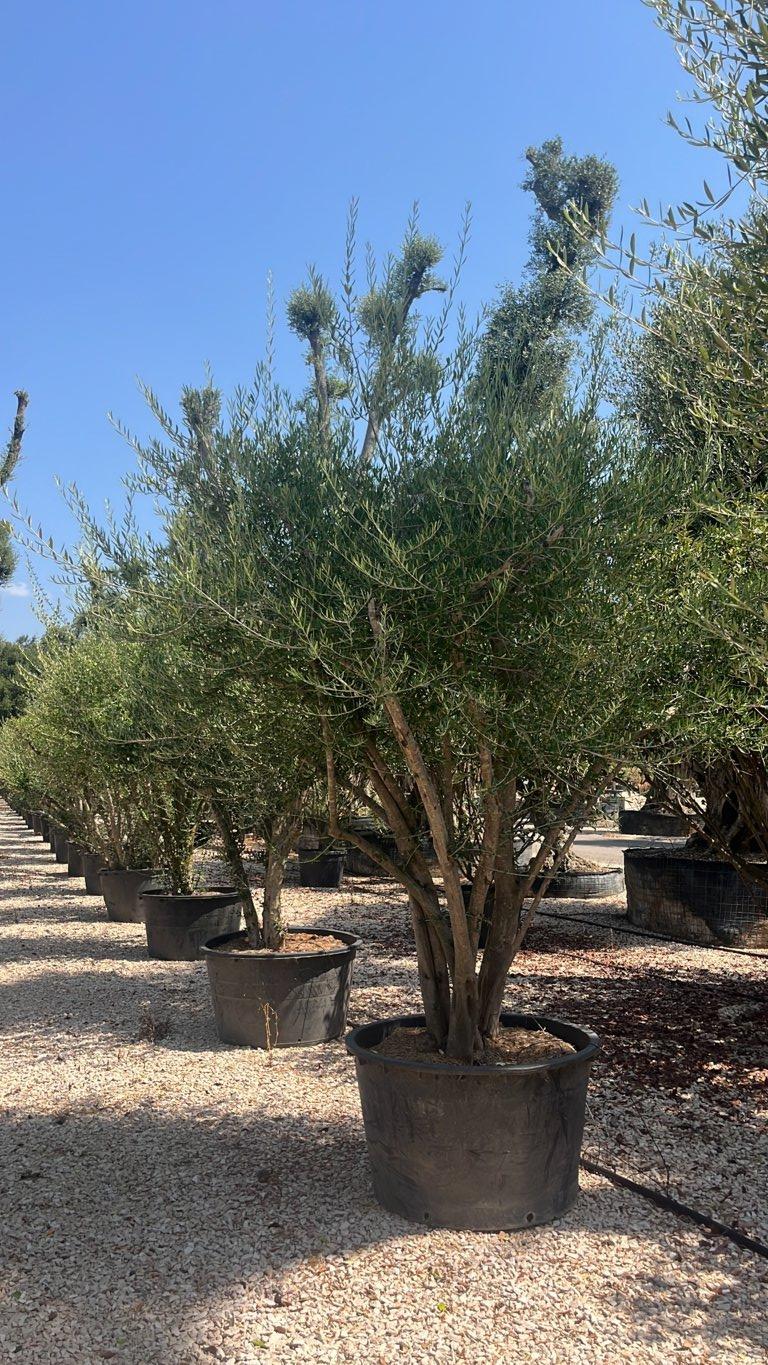 OLEA EUROPEA SYLVESTRIS Olivo