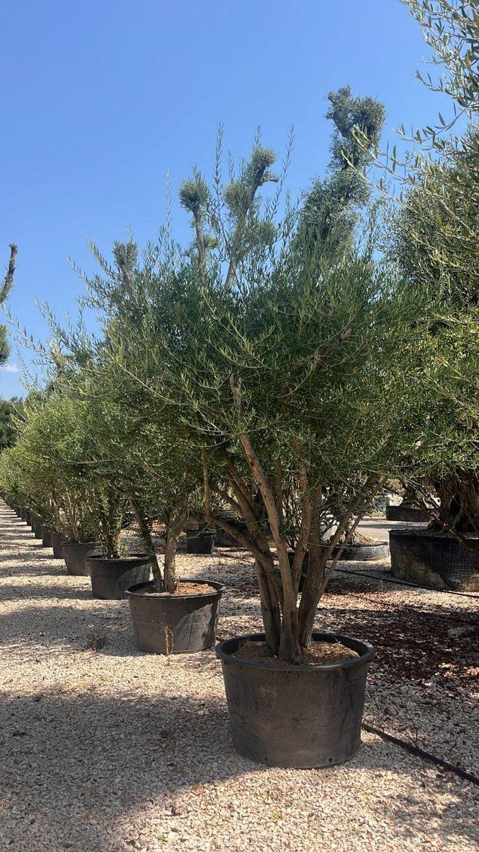 OLEA EUROPEA SYLVESTRIS Olivo