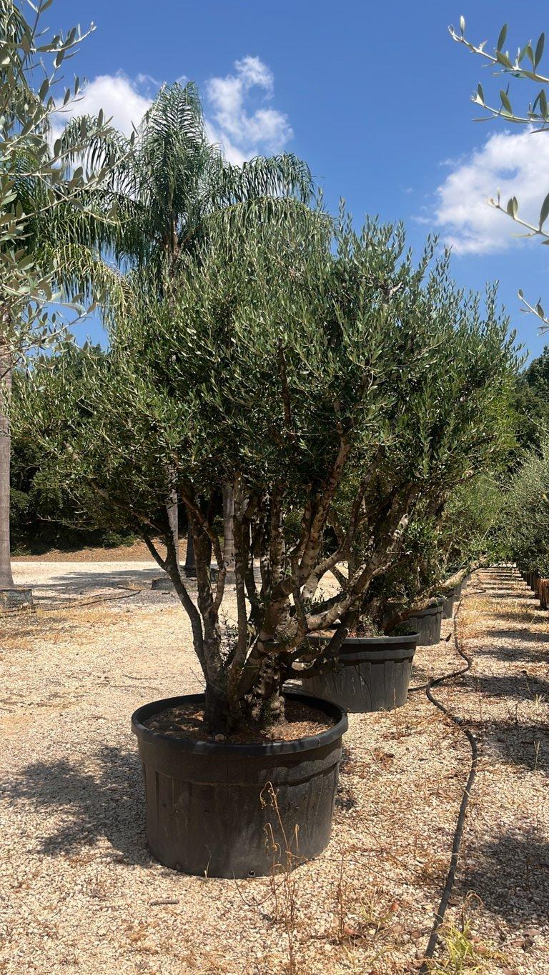 OLEA EUROPEA SYLVESTRIS Olivo