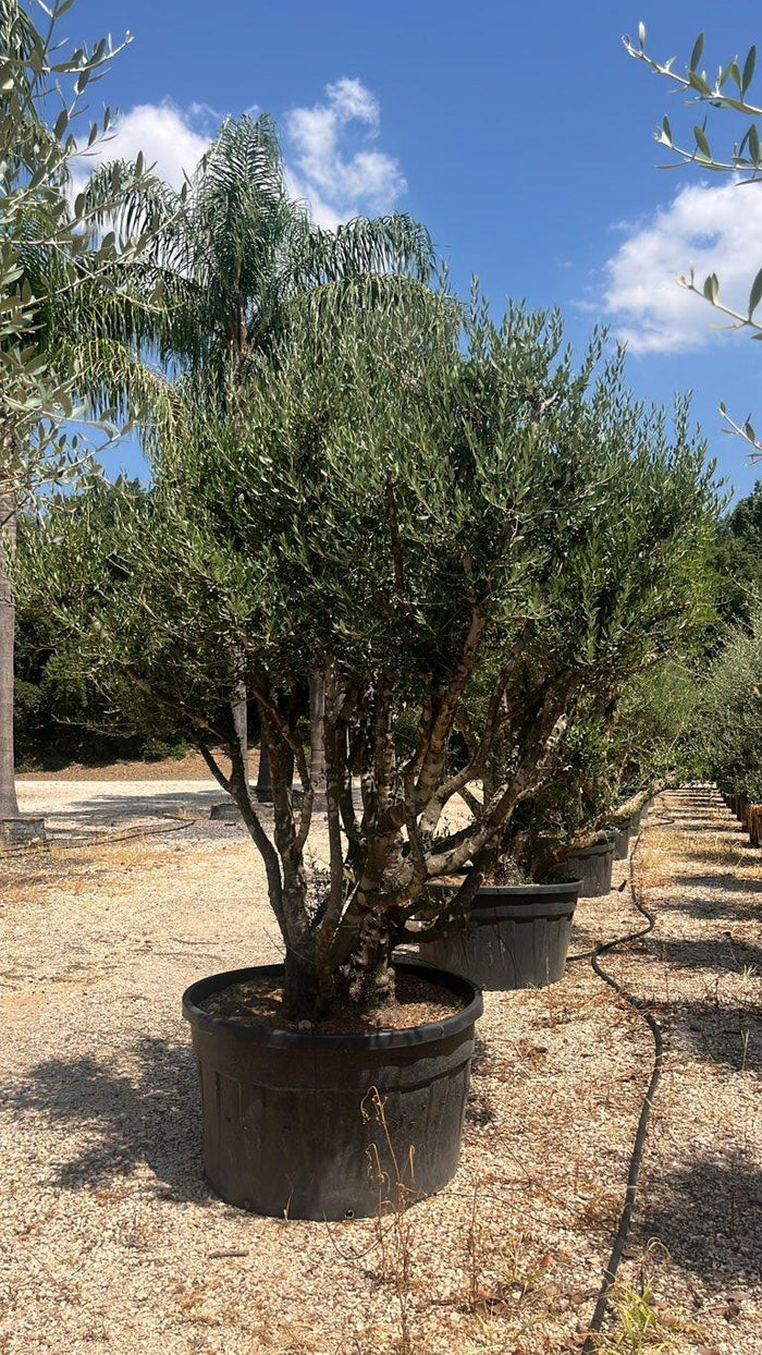 OLEA EUROPEA SYLVESTRIS Olivo