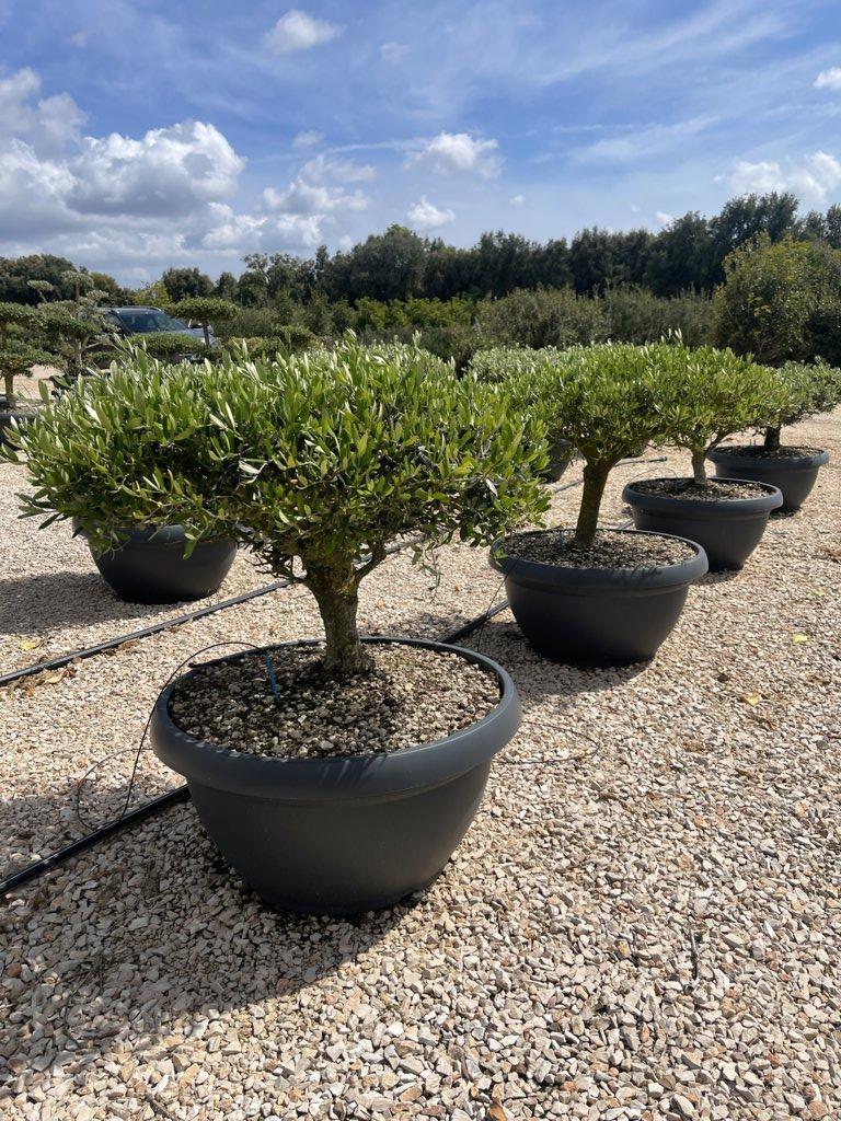 OLEA EUROPEA SYLVESTRIS Olivo