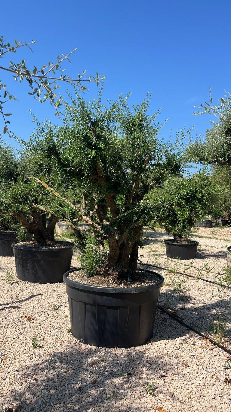 OLEA EUROPEA SYLVESTRIS Olivo