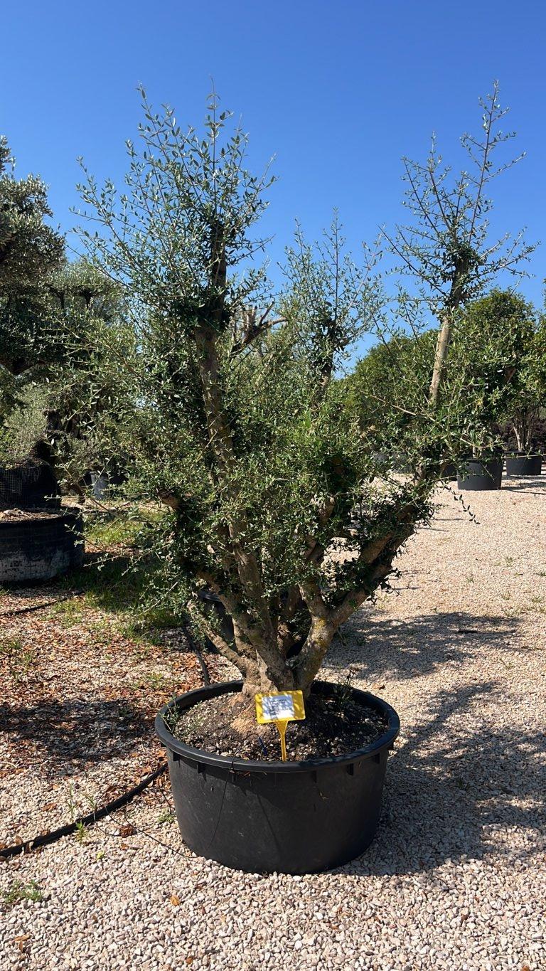 Olea Europaea Sylvestris (Olivastro) — Nuvola, altezza 150/200 cm, vaso 240 litri