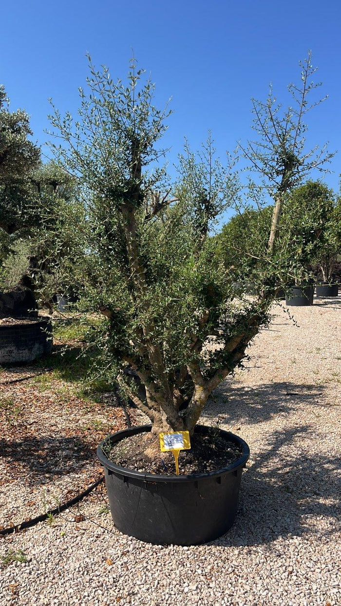 Olea Europaea Sylvestris (Olivastro) — Nuvola, altezza 150/200 cm, vaso 240 litri
