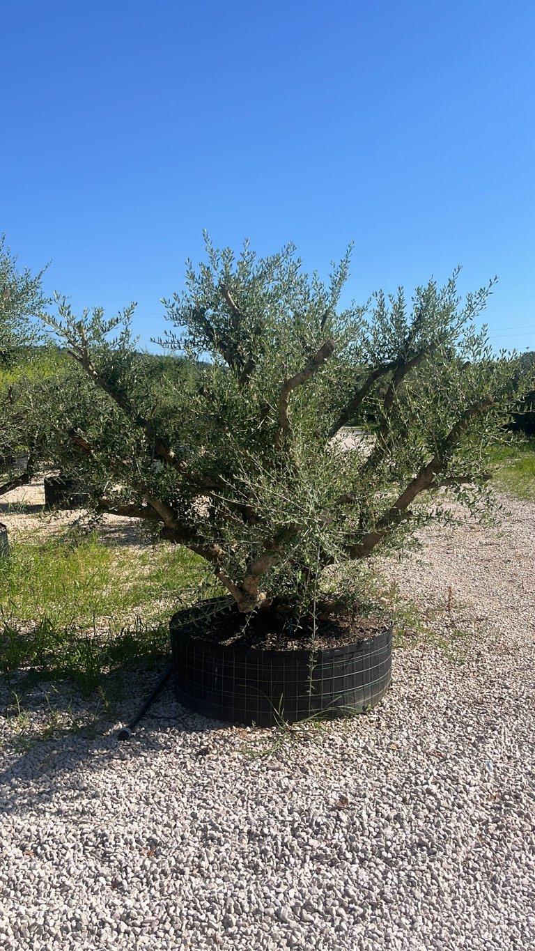 OLEA EUROPEA SYLVESTRIS Olivo