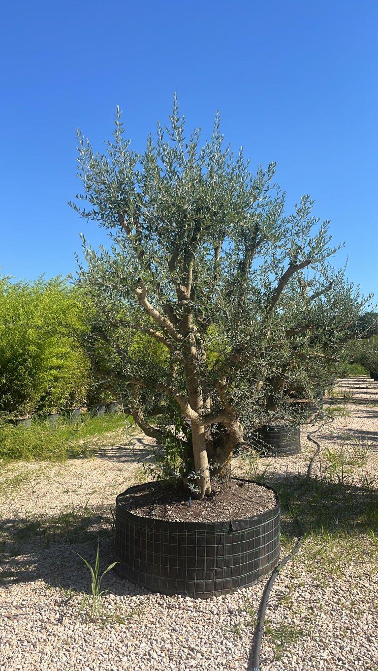 OLEA EUROPEA SYLVESTRIS Olivo