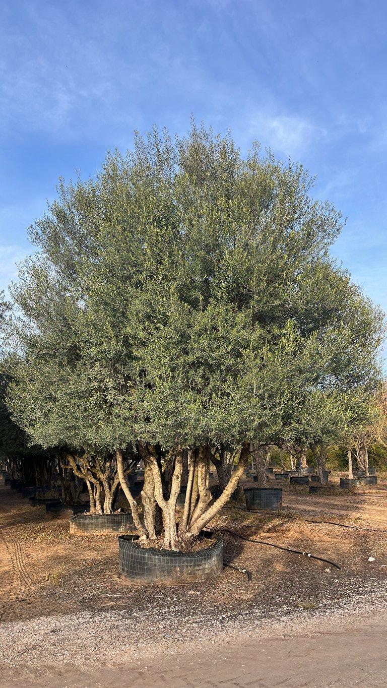 OLEA EUROPEA SYLVESTRIS Olivo