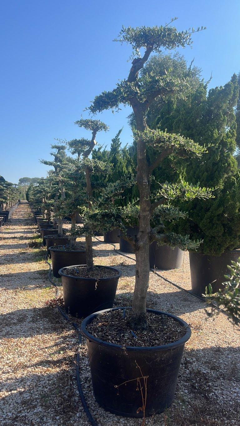 OLEA EUROPEA URANO Olivo