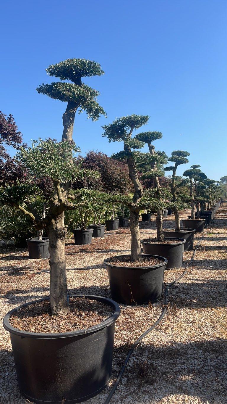 OLEA EUROPEA URANO Olivo
