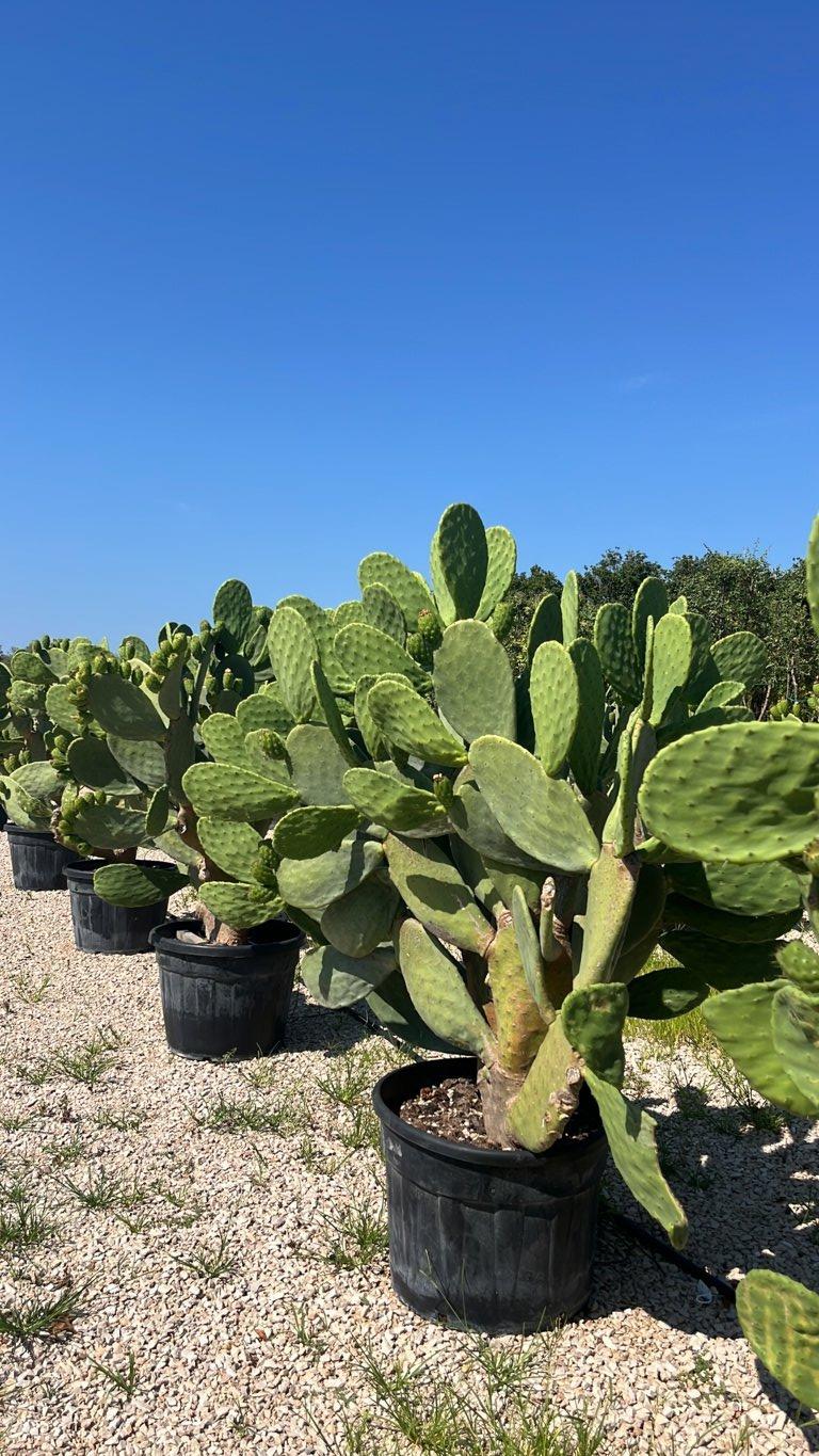 OPUNTIA FICUS - INDICA Fico d’India , Opunzia