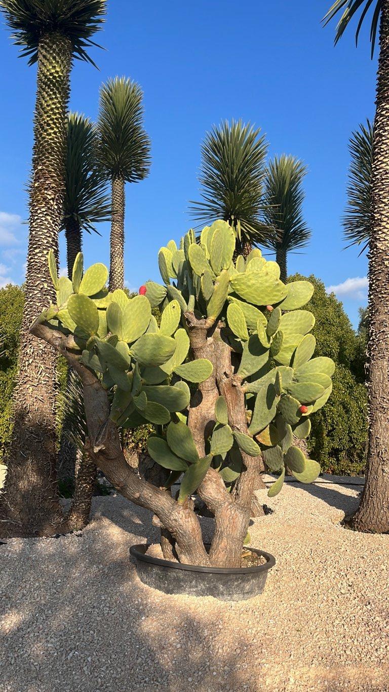 OPUNTIA FICUS - INDICA Fico d’India , Opunzia