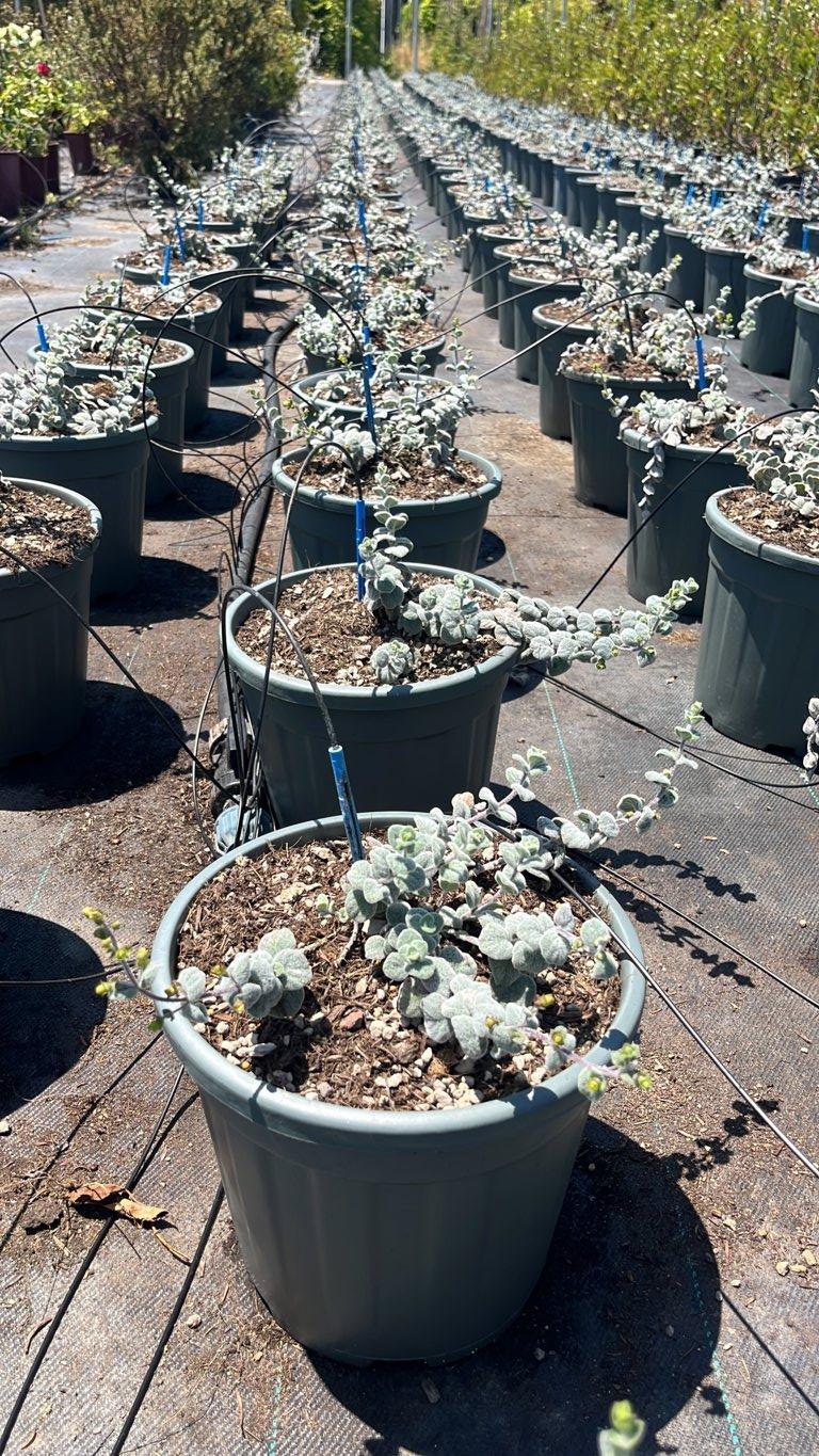 ORIGANUM DICTAMNUS Dittamo di Creta, Origano di Creta