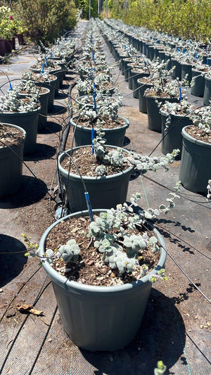 ORIGANUM DICTAMNUS Dittamo di Creta, Origano di Creta