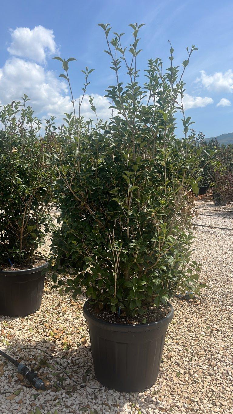 Osmanthus Aquifolium (Osmanto) — Cespuglio, altezza 125/150 cm, vaso 90 litri